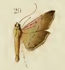 Bacotoma poecilura Hering